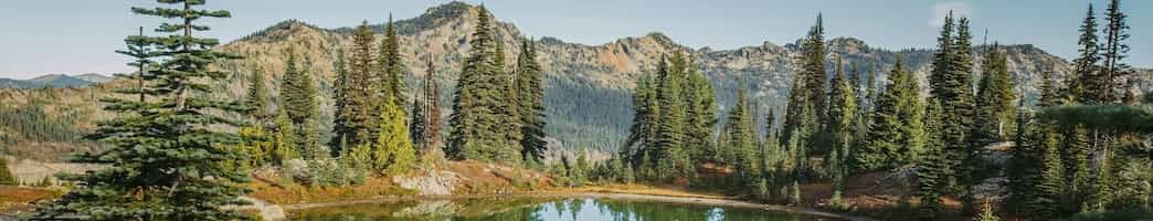 conifer trees in mount rainier national park