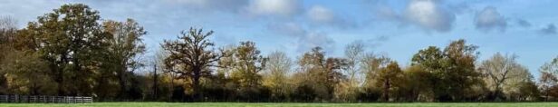 deciduous trees in Dedham, Constable country, UK